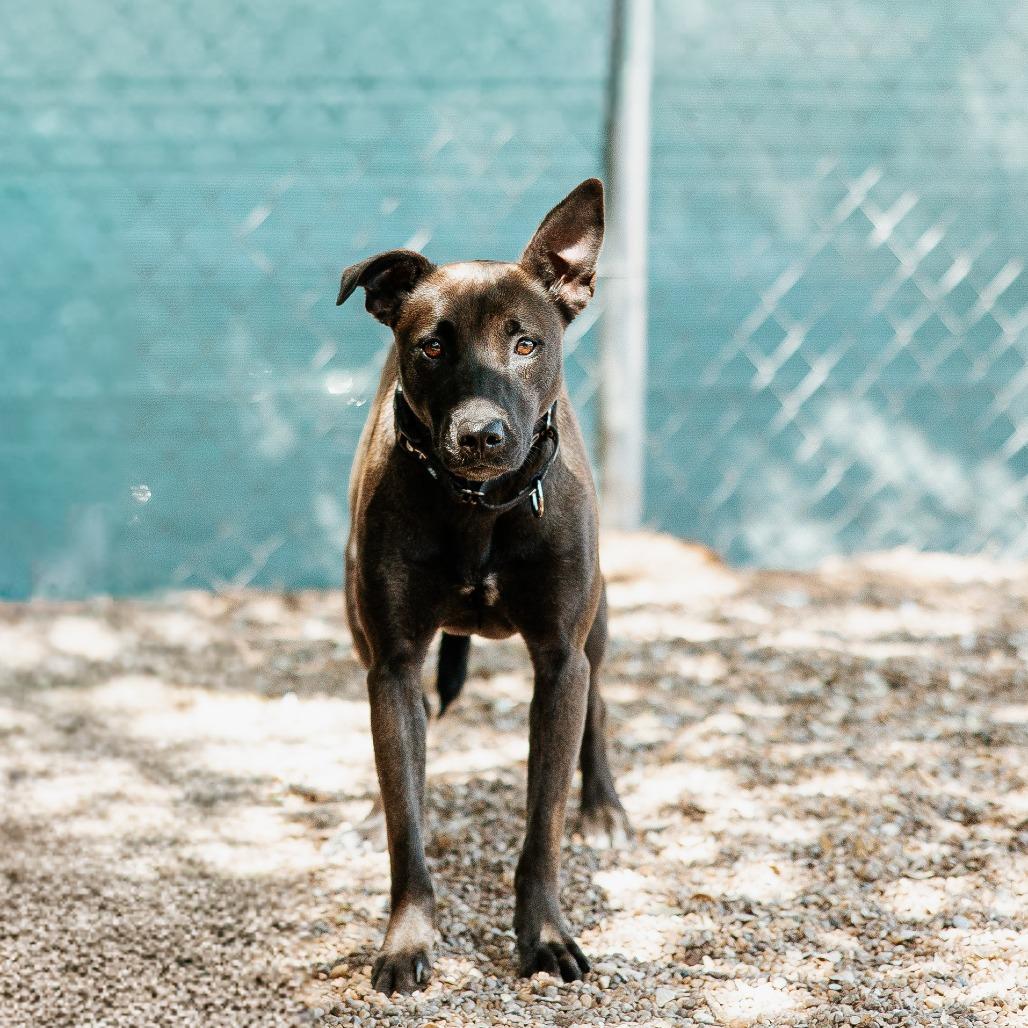 Miranda, Adoptable, Adult Female Pit Bull Terrier & Shepherd.