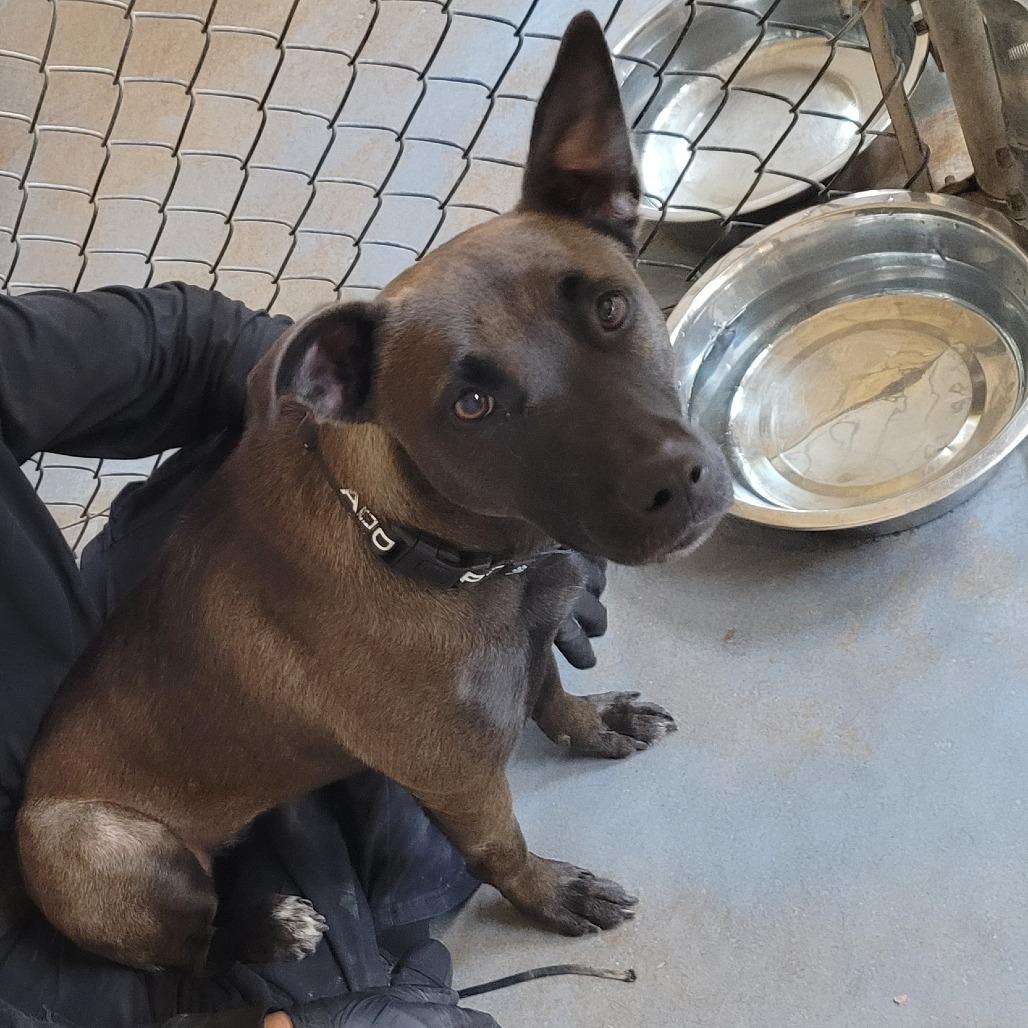 Enlarge Miranda, a Adoptable mixed breed in Duncan, OK image 2/3