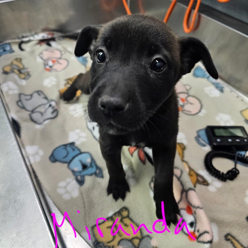 Enlarge Miranda, a Adoptable mixed breed in Duncan, OK image 3/3