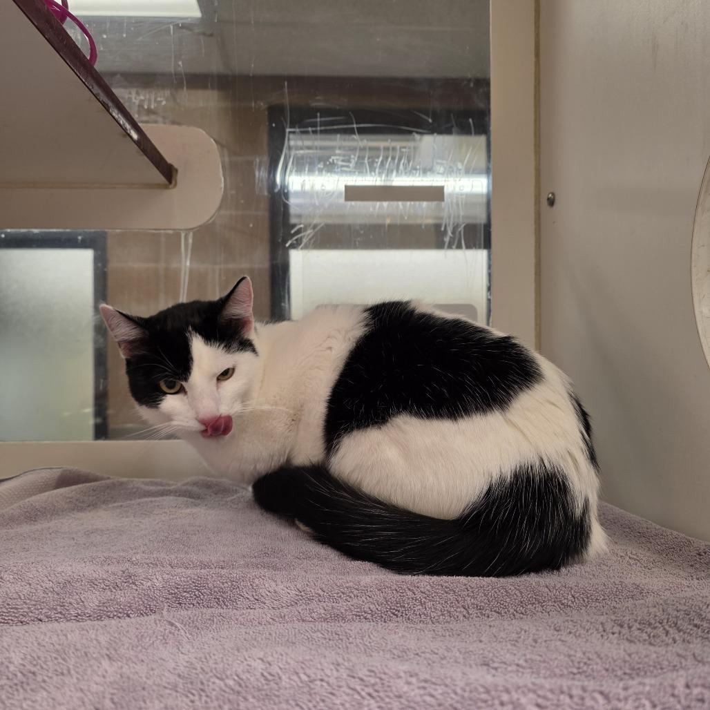 Bandit, Adoptable, Young Male Domestic Short Hair.