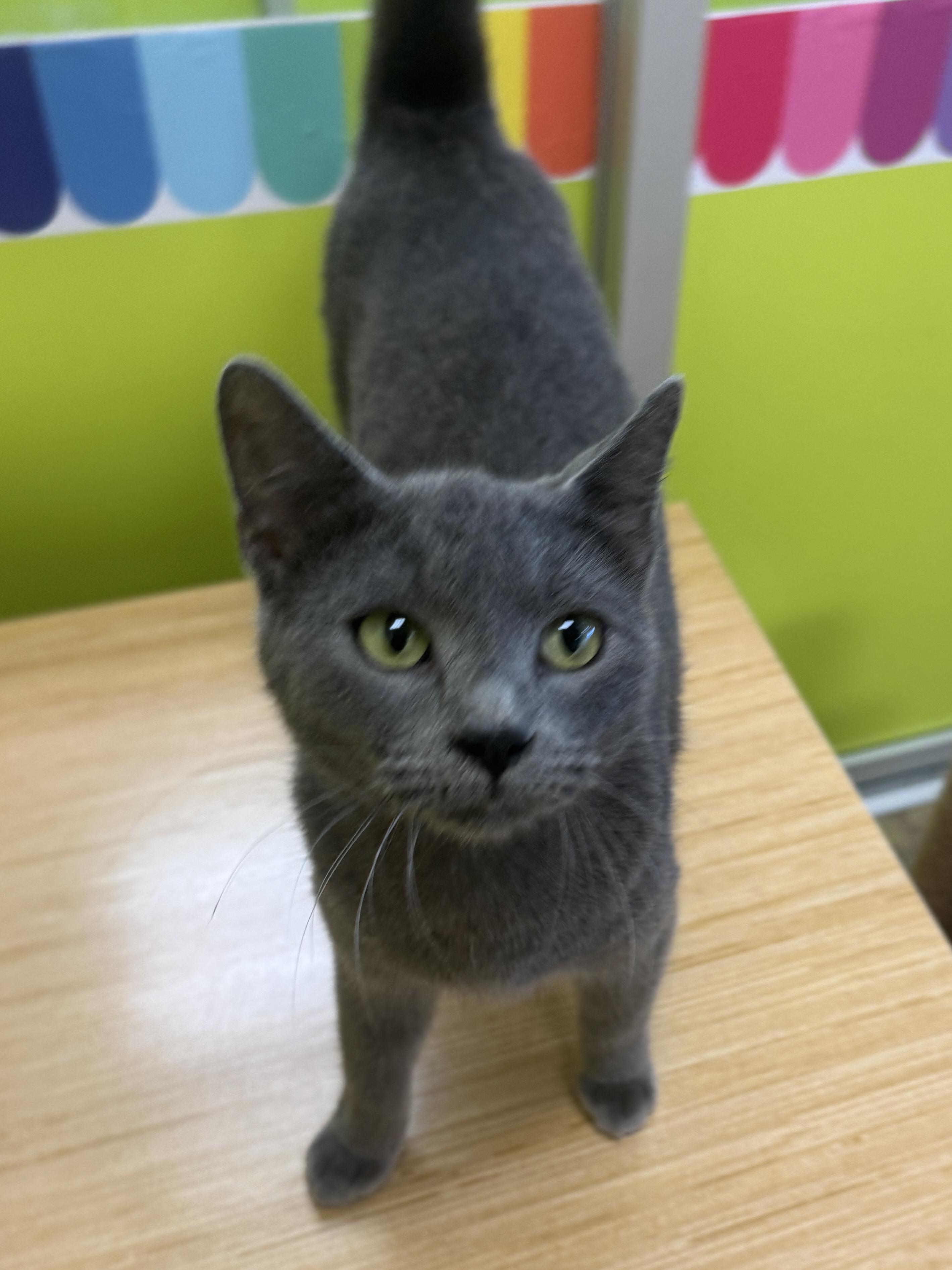 Grady (ride of a lifetime), an adopted mixed breed in Houston, TX image 2/6