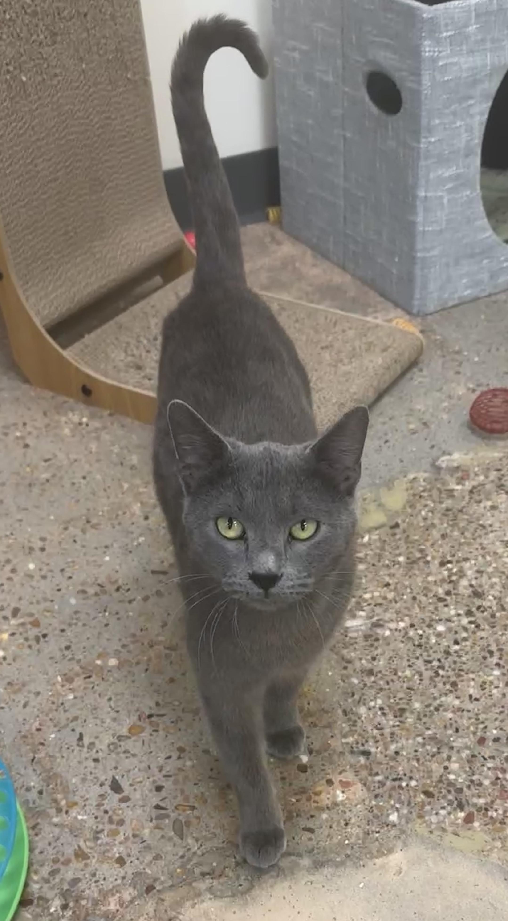 Grady (ride of a lifetime), adopted, Kitten Male Russian Blue & Domestic Short Hair.