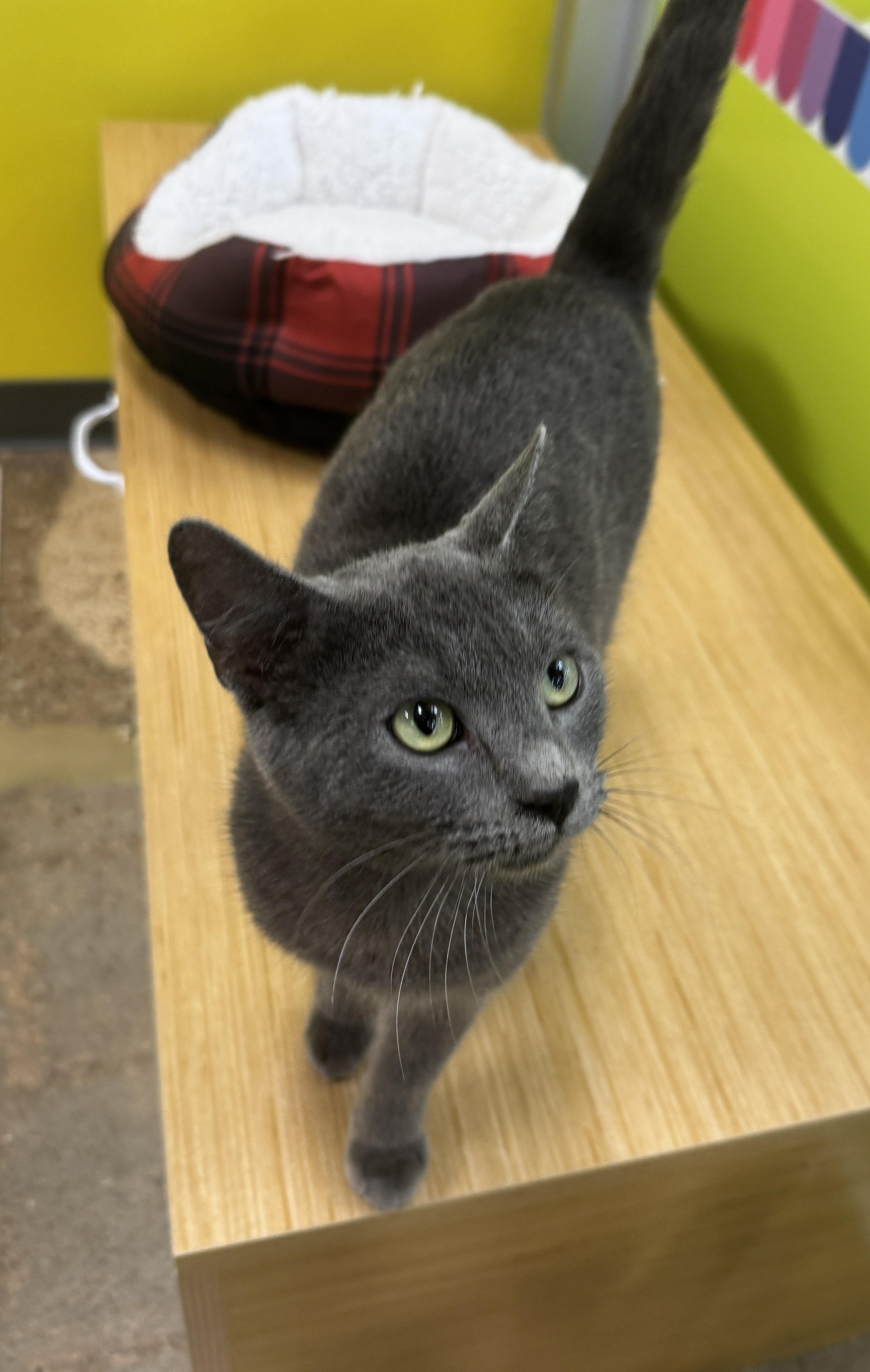 Grady (ride of a lifetime), an adopted mixed breed in Houston, TX image 5/6