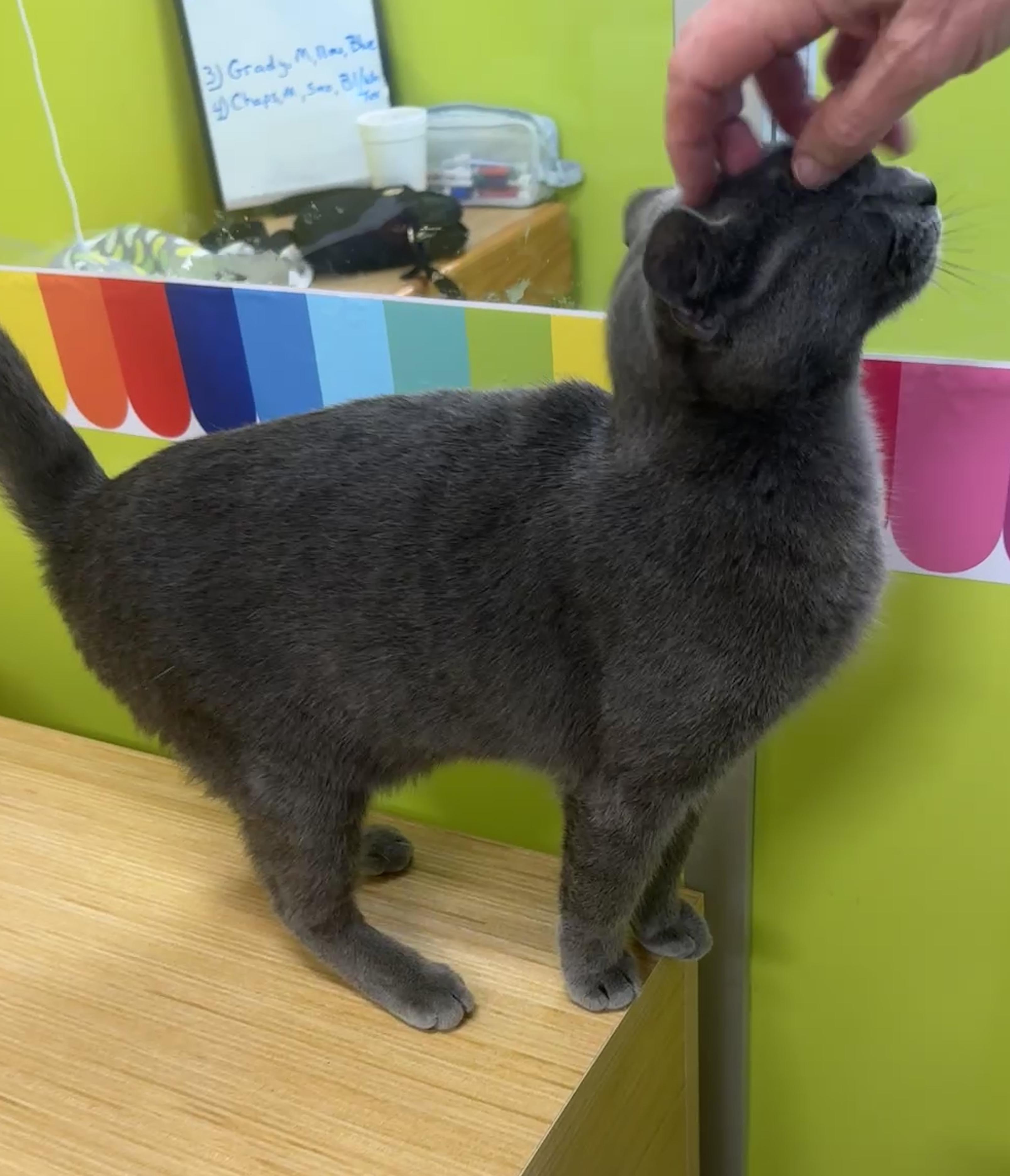 Grady (ride of a lifetime), an adopted mixed breed in Houston, TX image 3/6