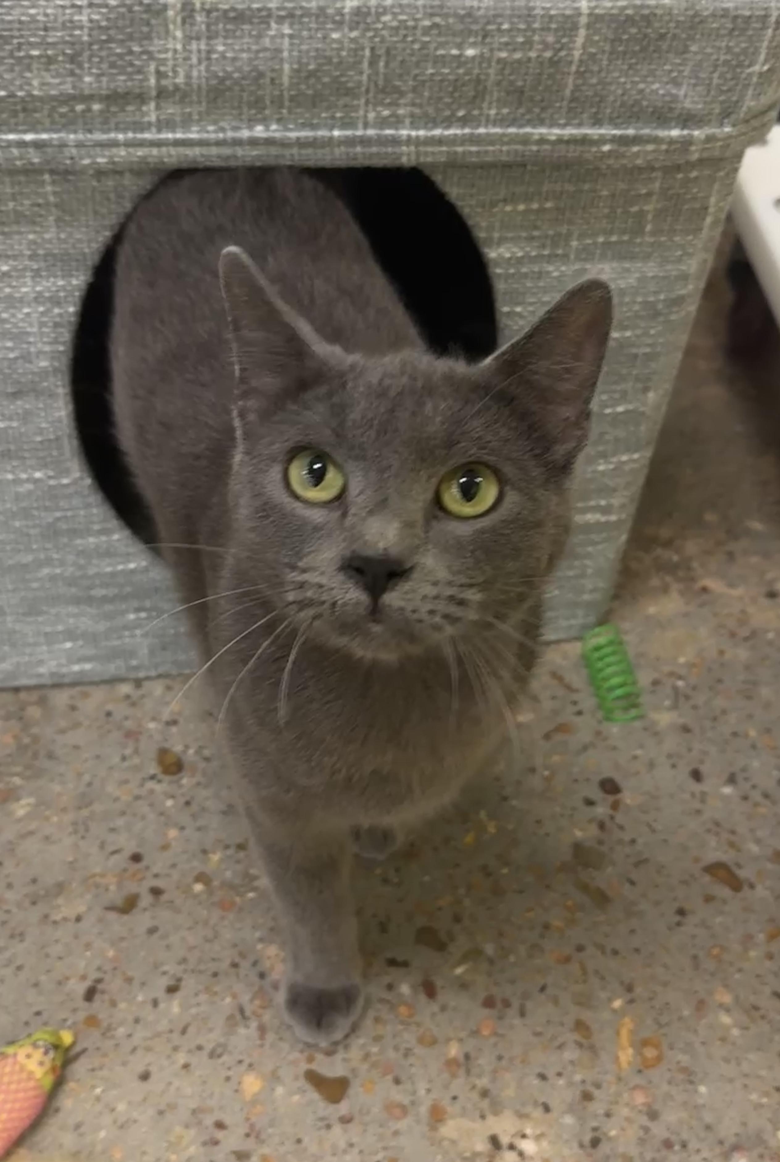 Grady (ride of a lifetime), an adopted mixed breed in Houston, TX image 4/6