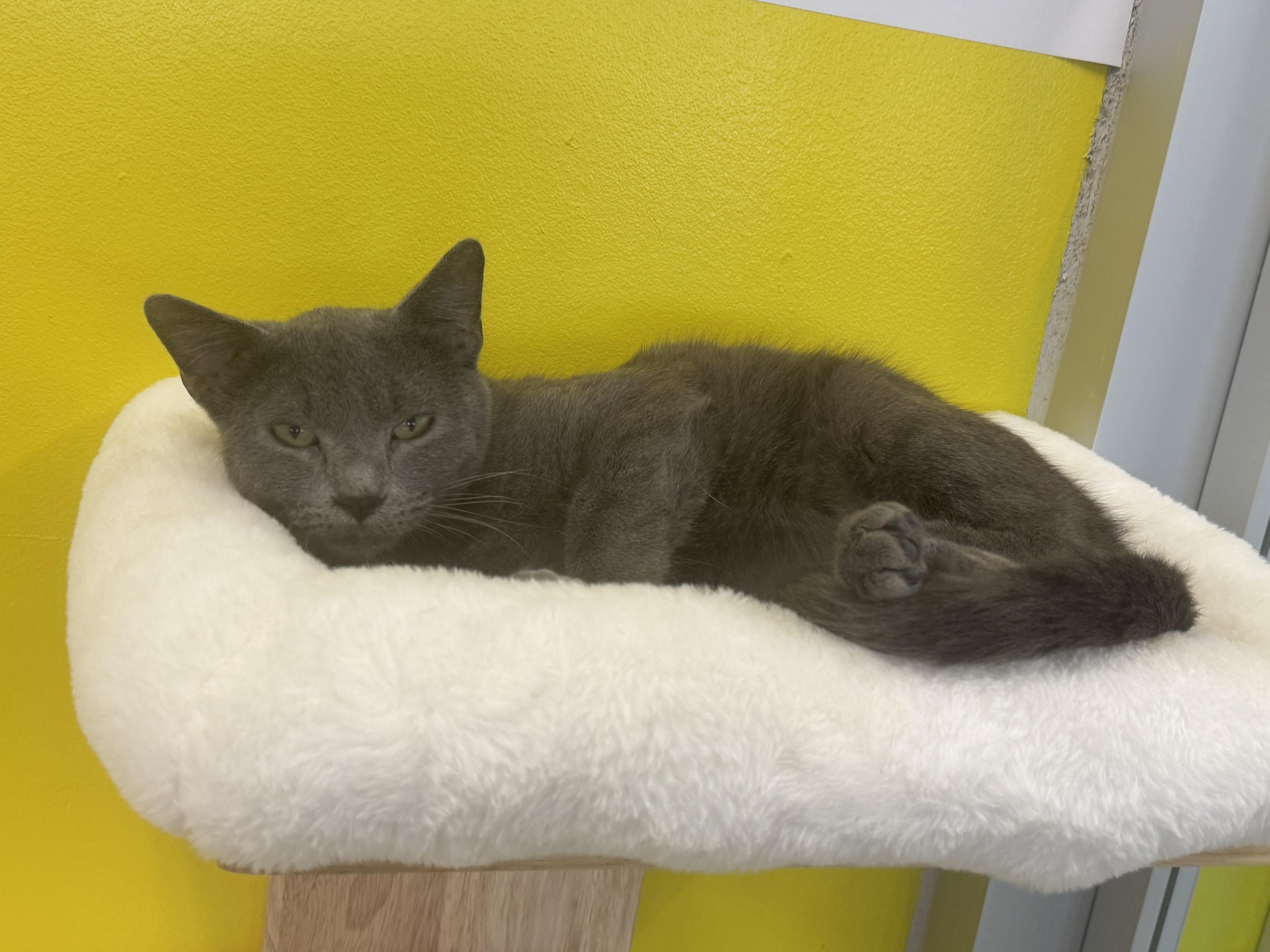 Grady (ride of a lifetime), an adopted mixed breed in Houston, TX image 6/6