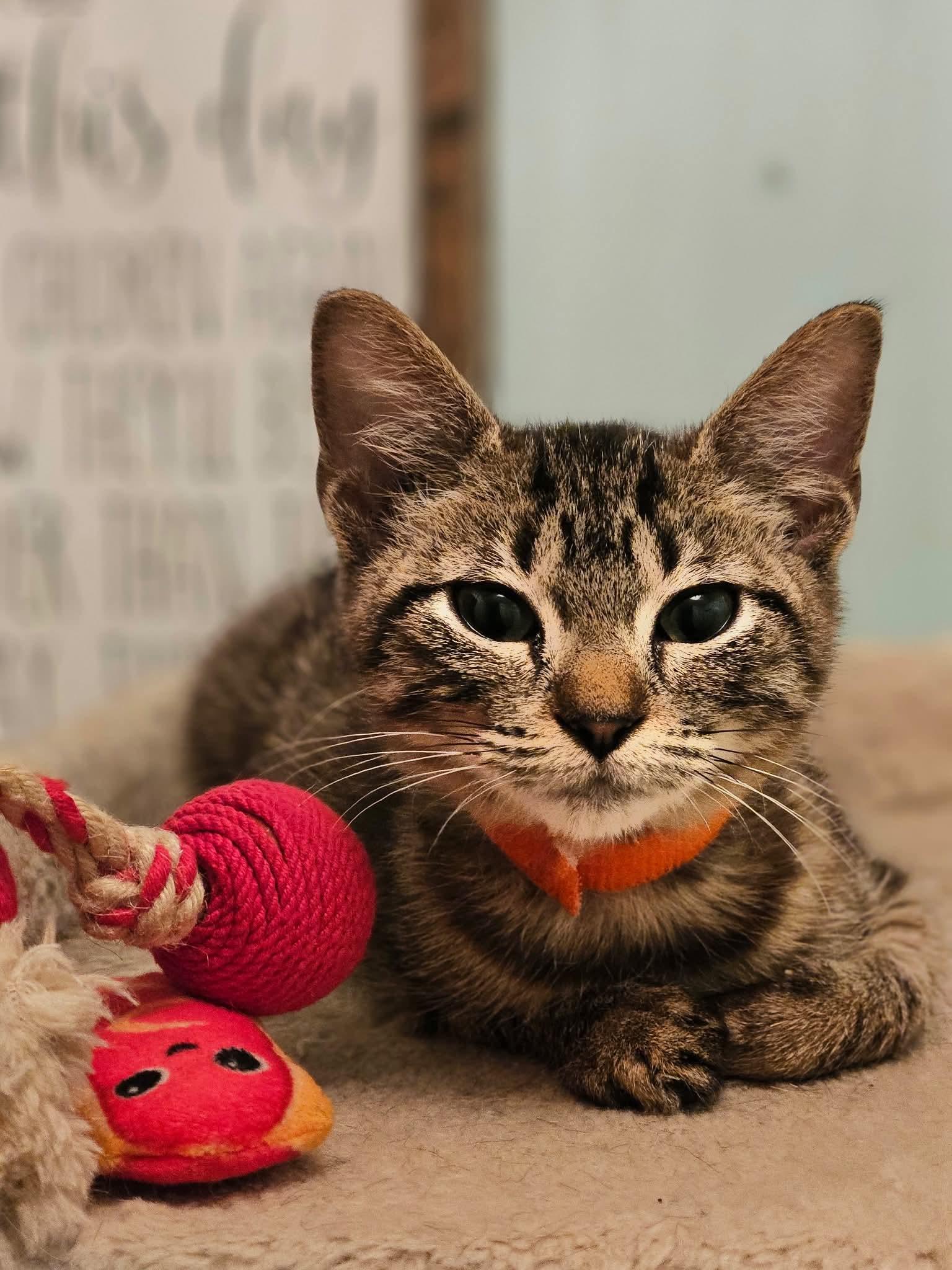 Enlarge Gouda, a Adoptable Domestic Short Hair in Port Washington, WI image 2/4