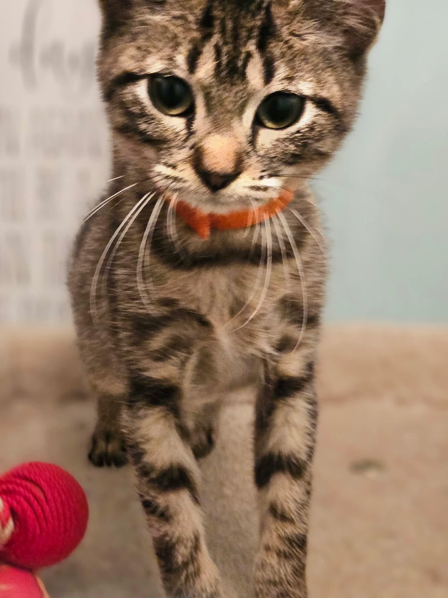Gouda, Adoptable, Kitten Female Domestic Short Hair.