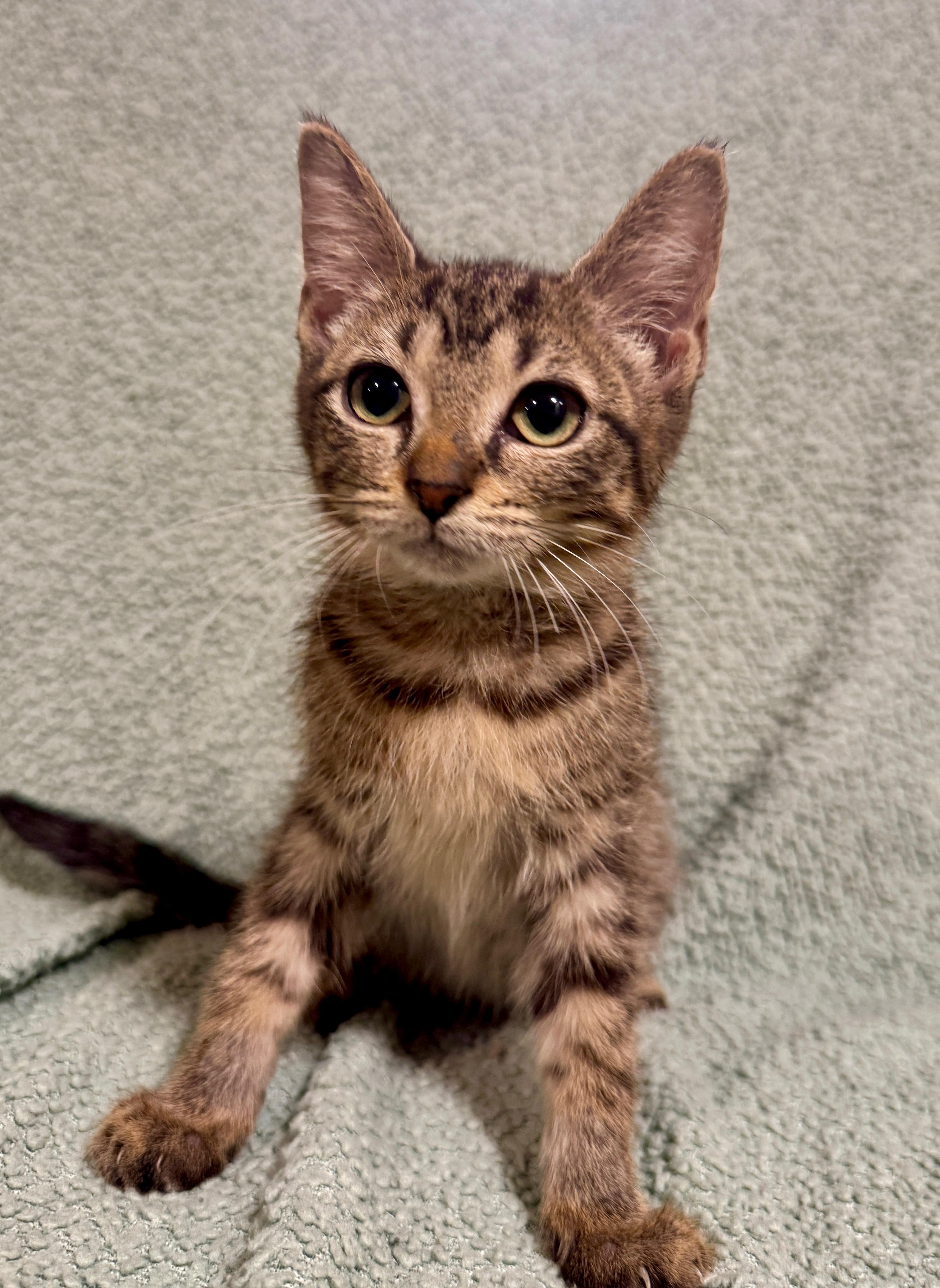 Enlarge Gouda, a Adoptable Domestic Short Hair in Port Washington, WI image 4/4