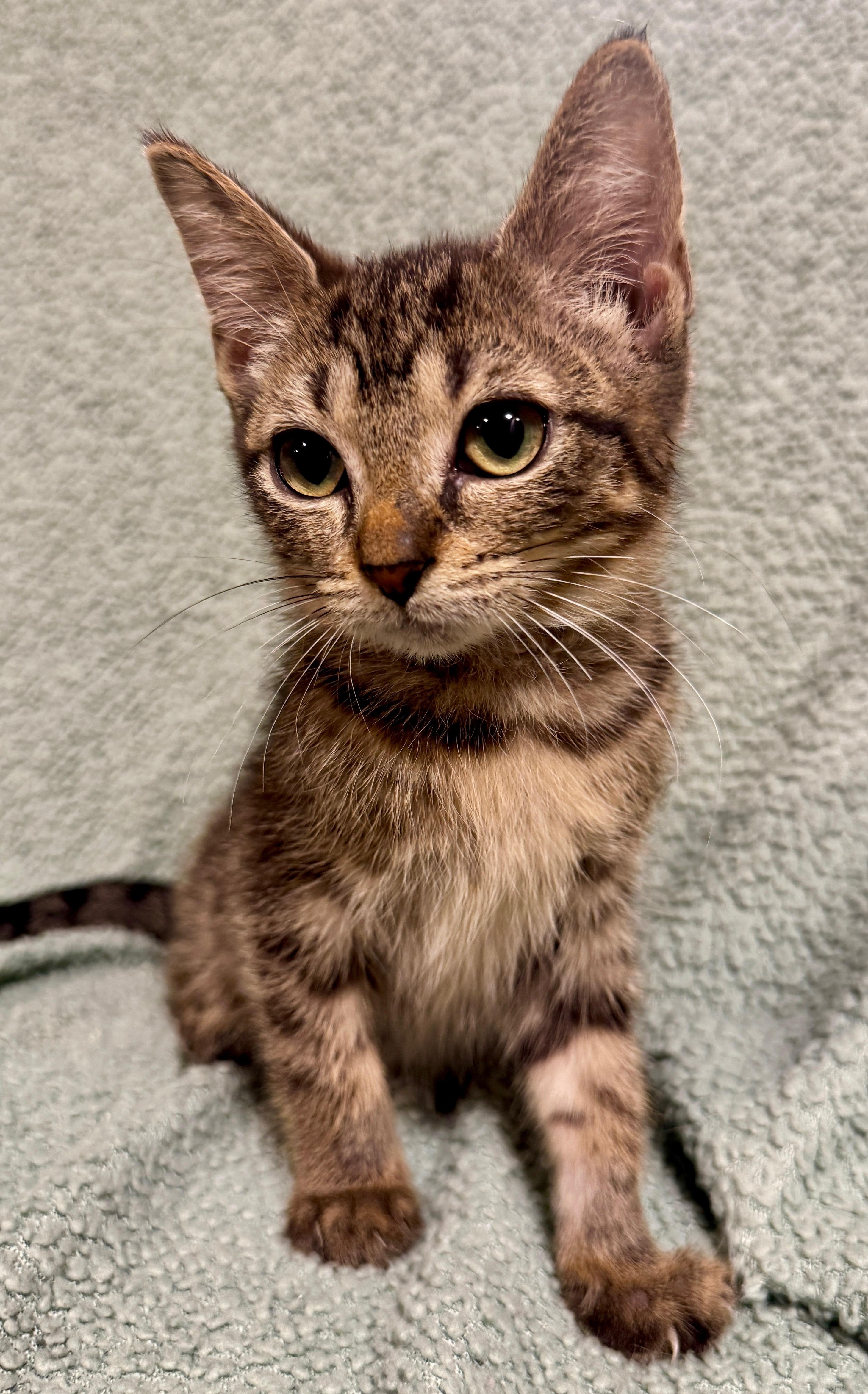 Enlarge Gouda, a Adoptable Domestic Short Hair in Port Washington, WI image 3/4