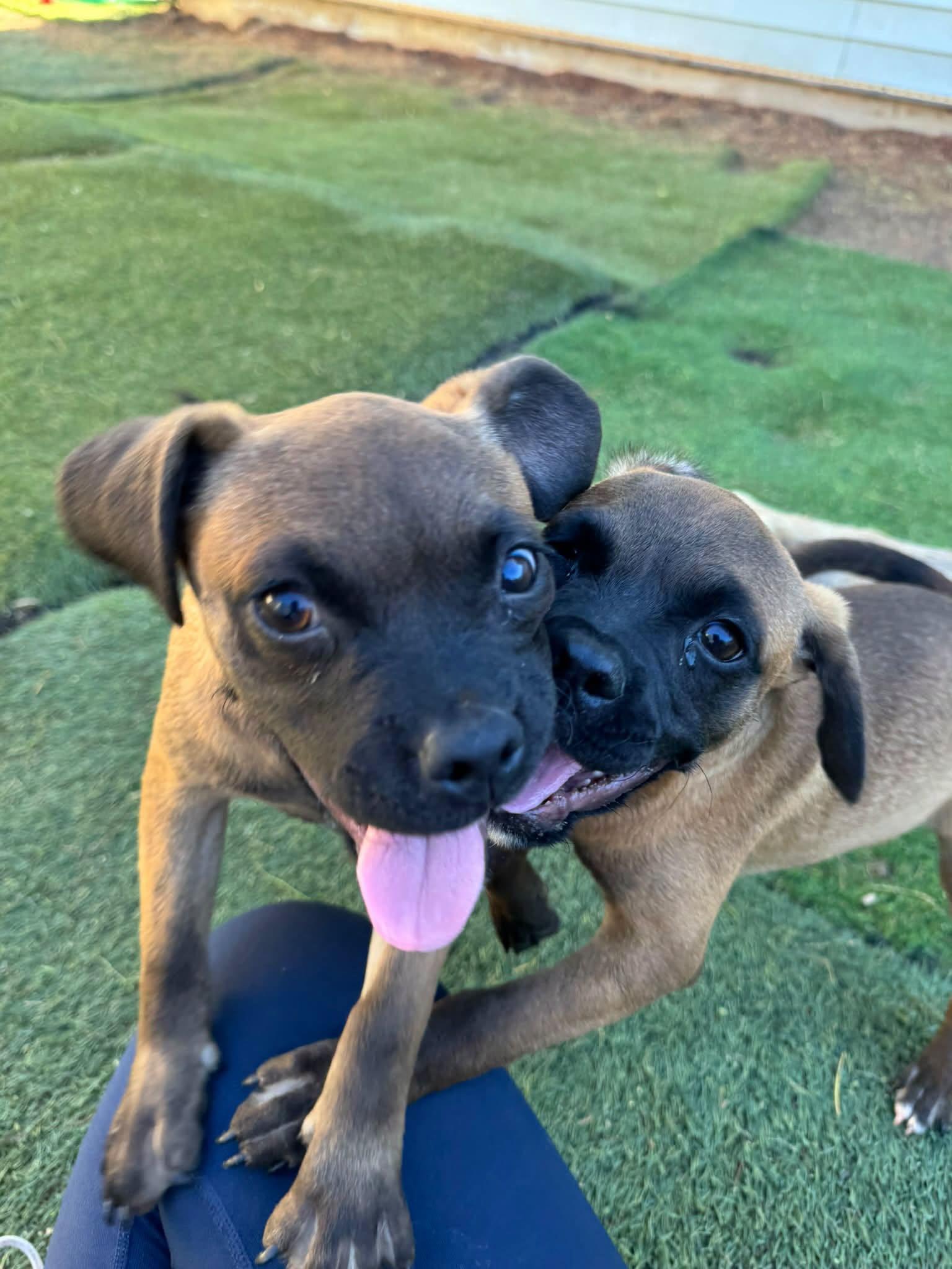 Enlarge Tuesday, a Adoptable mixed breed in Agua Dulce, CA image 2/5