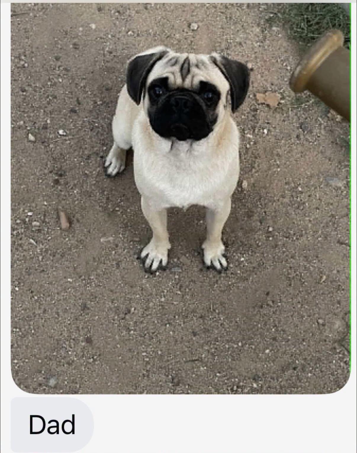 Enlarge Tuesday, a Adoptable mixed breed in Agua Dulce, CA image 5/5