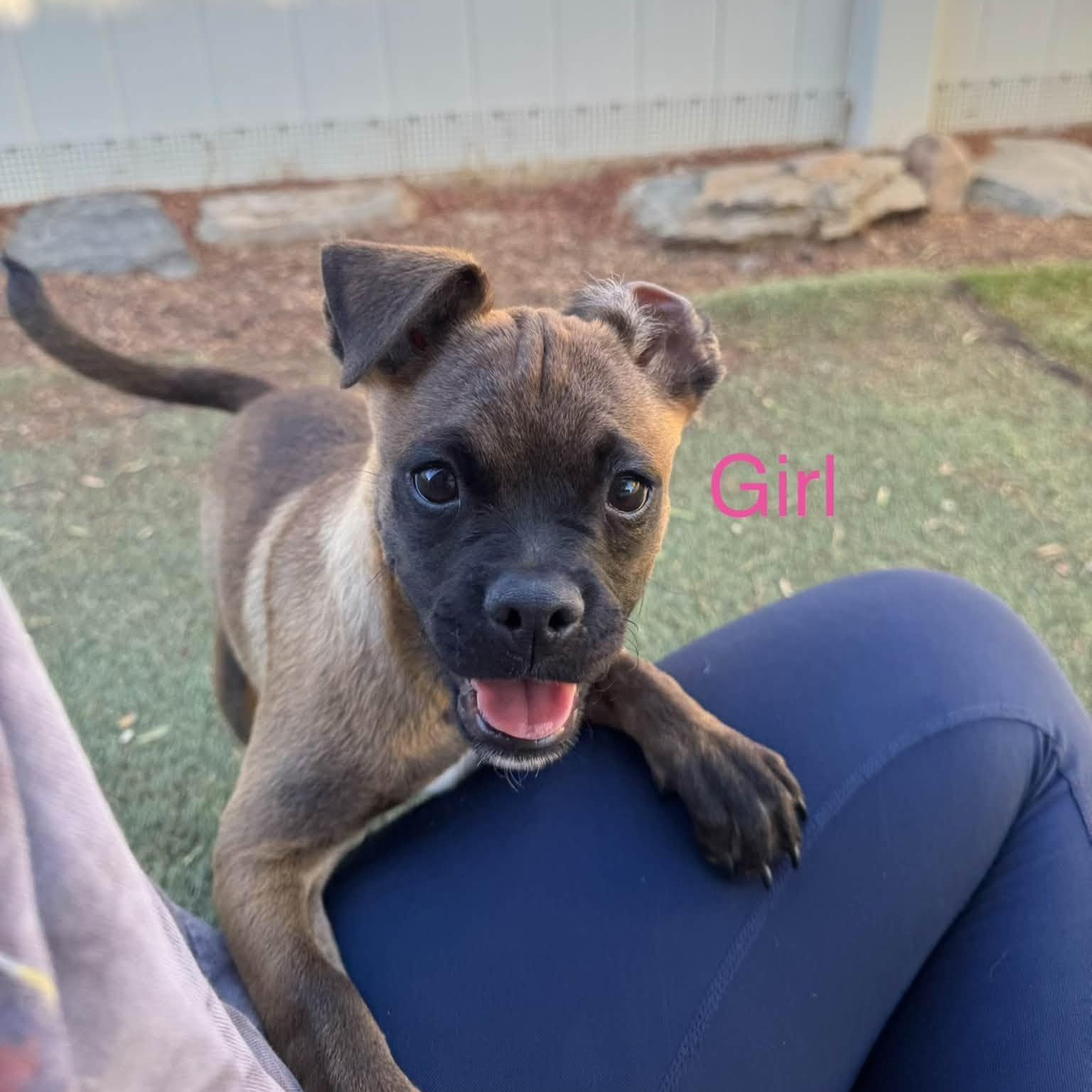 Enlarge Tuesday, a Adoptable mixed breed in Agua Dulce, CA image 1/5