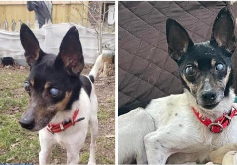 Enlarge Pepe - In a Foster Home!, a Adoptable Fox Terrier in South Bend, IN image 2/2