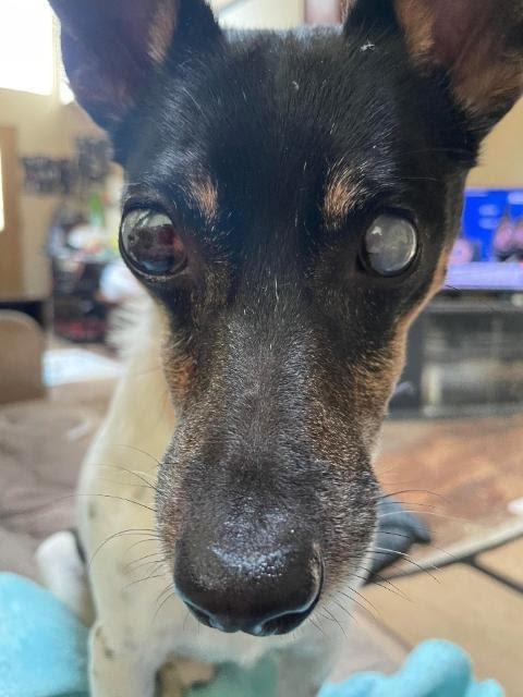 Enlarge Pepe - In a Foster Home!, a Adoptable Fox Terrier in South Bend, IN image 2/2