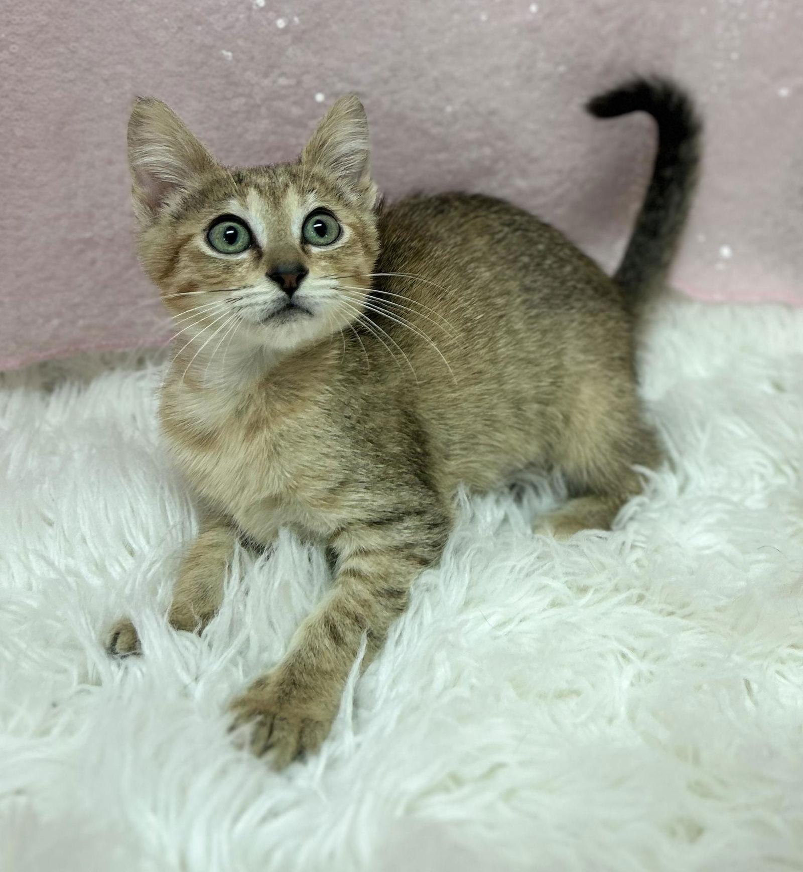 Enlarge Apple Cinnamon Muffin, a Adopted Domestic Short Hair in Clarkesville, GA image 1/1