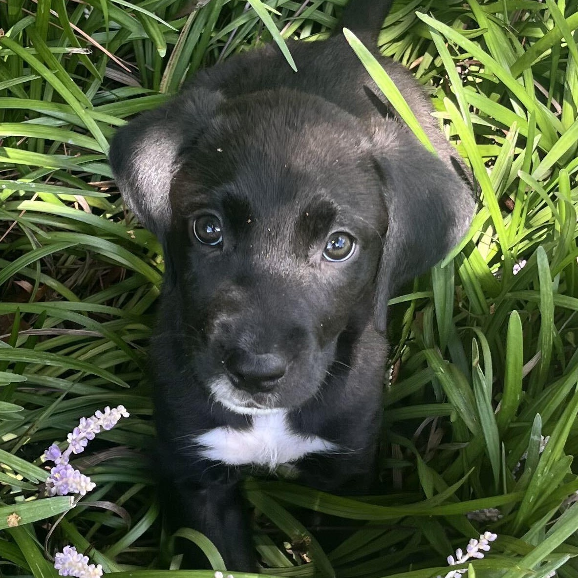 K'Andre - adoption applicationwww.usdogcoalition.org/adoption, a ADOPTABLE mixed breed in Fuquay Varina, NC image 1/6