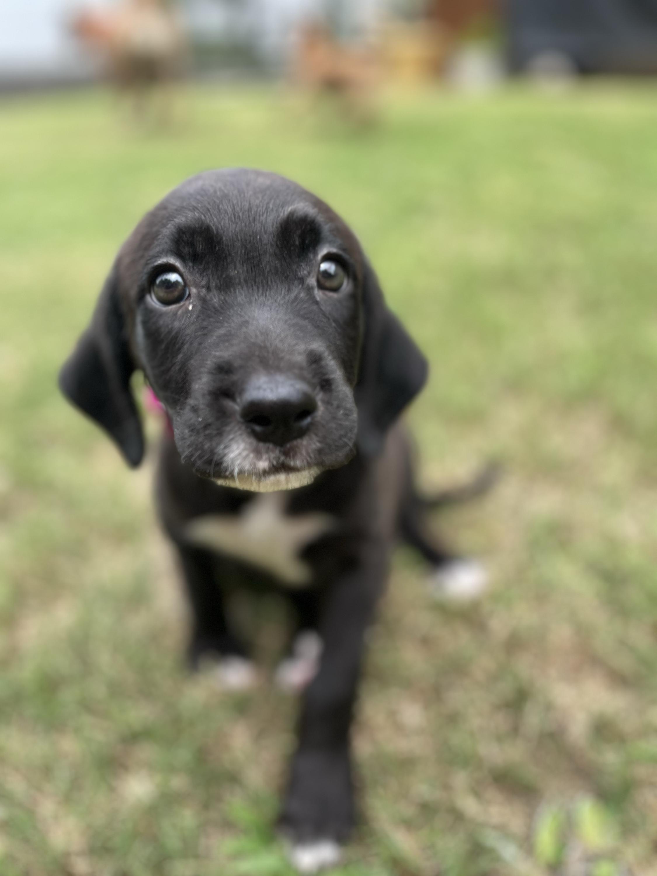 K'Andre - adoption applicationwww.usdogcoalition.org/adoption, a ADOPTABLE mixed breed in Fuquay Varina, NC image 3/6