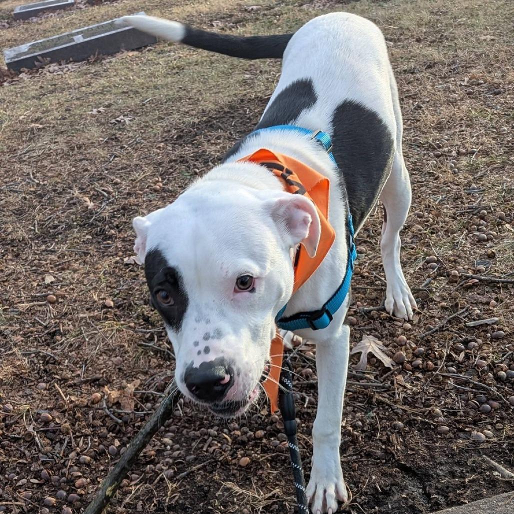 Haze, Adoptable, Young Male Terrier & Mixed Breed.