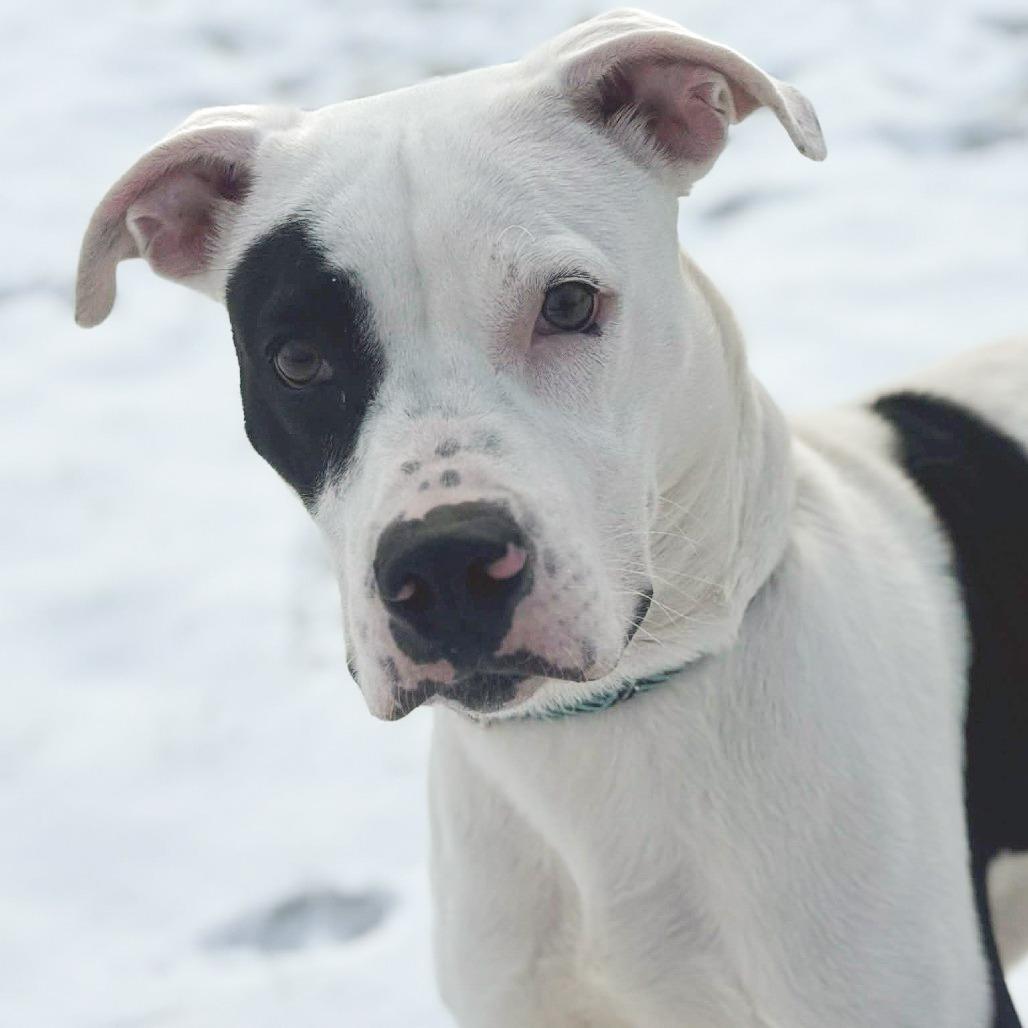 Enlarge Haze, a Adoptable mixed breed in Fort Wayne, IN image 1/2