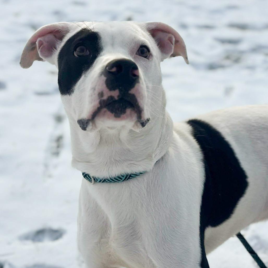 Enlarge Haze, a Adoptable mixed breed in Fort Wayne, IN image 2/2