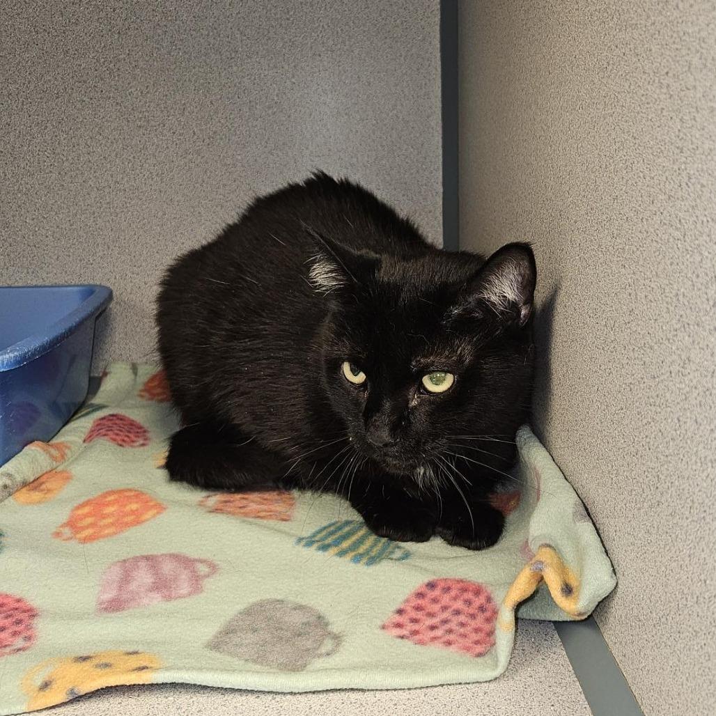 Yin, Adoptable, Senior Male Domestic Short Hair.