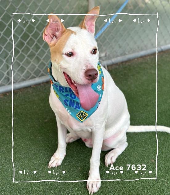 Enlarge ACE, a Adoptable Hound in Marietta, GA image 6/6