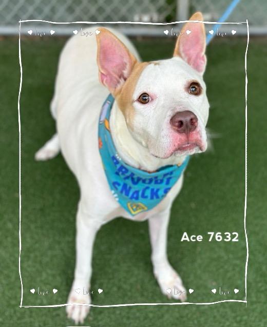 Enlarge ACE, a Adoptable Hound in Marietta, GA image 4/6