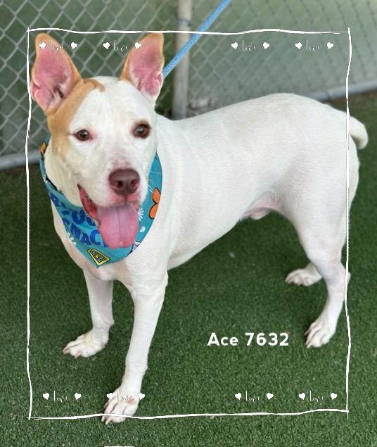 Enlarge ACE, a Adoptable Hound in Marietta, GA image 5/6