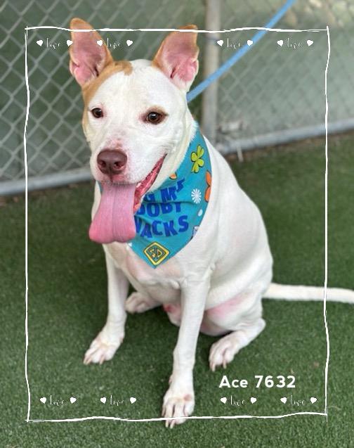 Enlarge ACE, a Adoptable Hound in Marietta, GA image 2/6