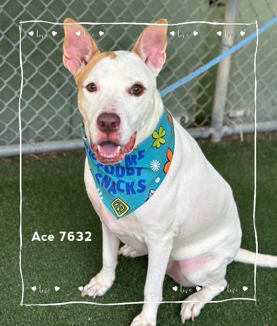 Enlarge ACE, a Adoptable Hound in Marietta, GA image 3/6