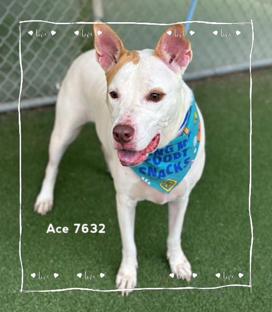 Enlarge ACE, a Adoptable Hound in Marietta, GA image 1/6