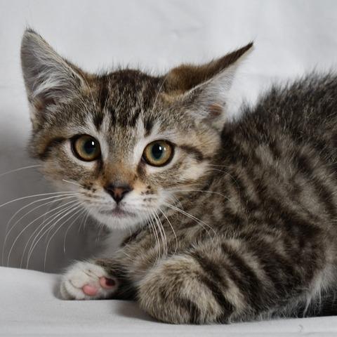 Enlarge Maisy, a Adoptable Domestic Short Hair in Johnson City, TN image 1/3