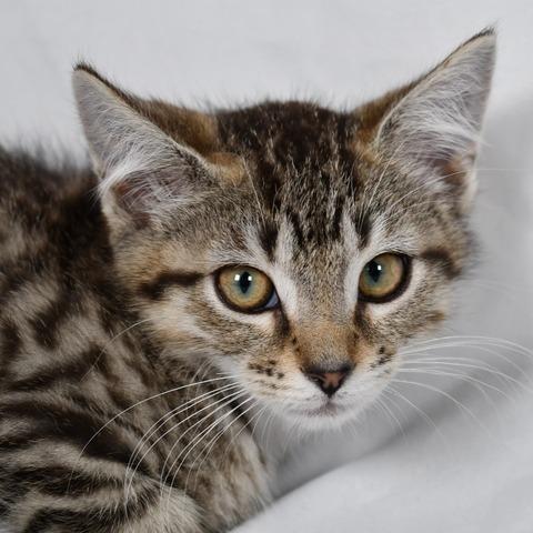 Enlarge Maisy, a Adoptable Domestic Short Hair in Johnson City, TN image 2/3