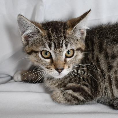 Enlarge Maisy, a Adoptable Domestic Short Hair in Johnson City, TN image 3/3