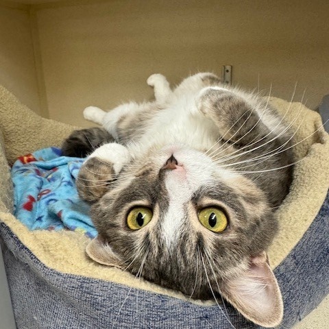 Enlarge Lola, a Adopted Domestic Short Hair in Canton, MA image 1/1