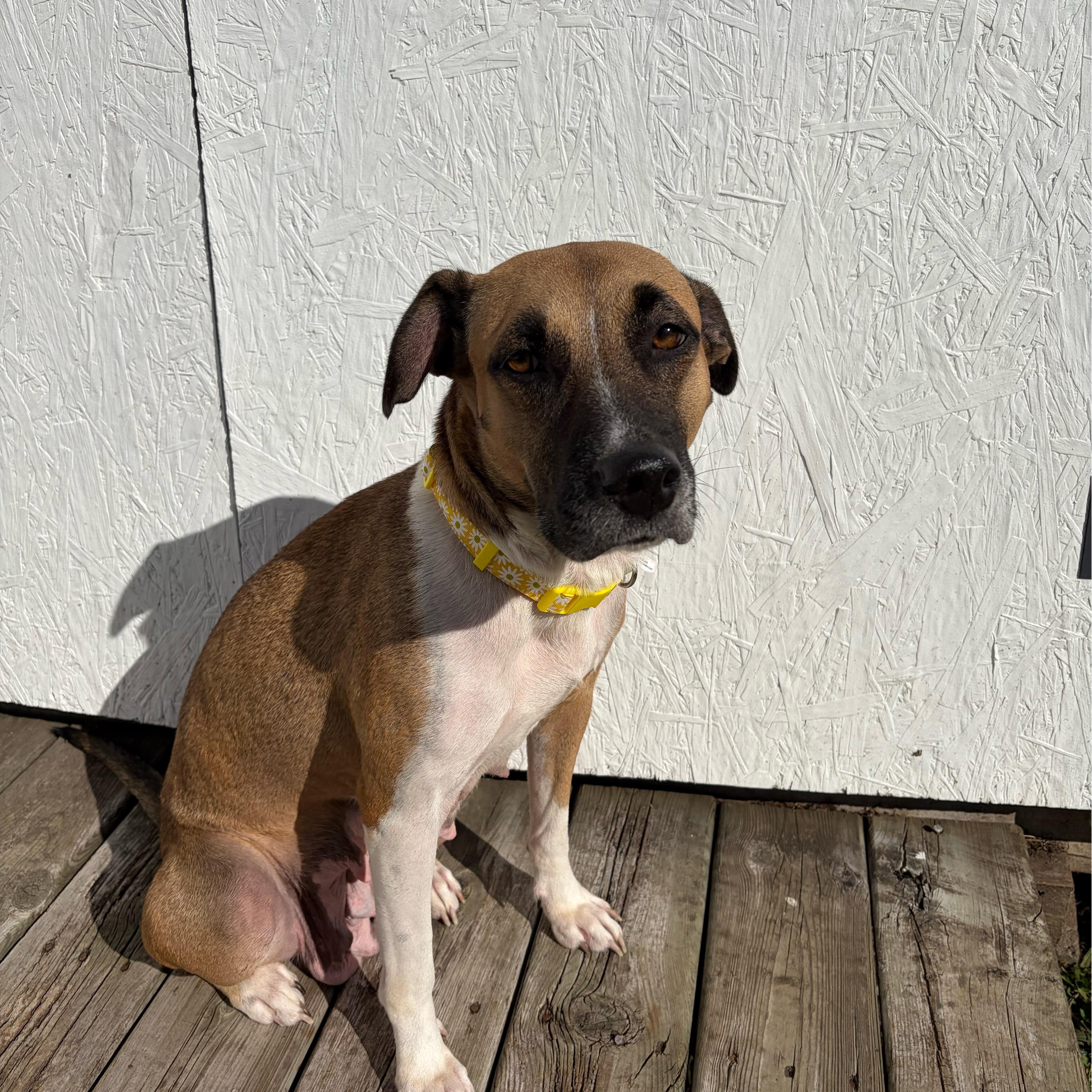 Enlarge Abigail, a Adoptable mixed breed in Cumberland, RI image 5/6
