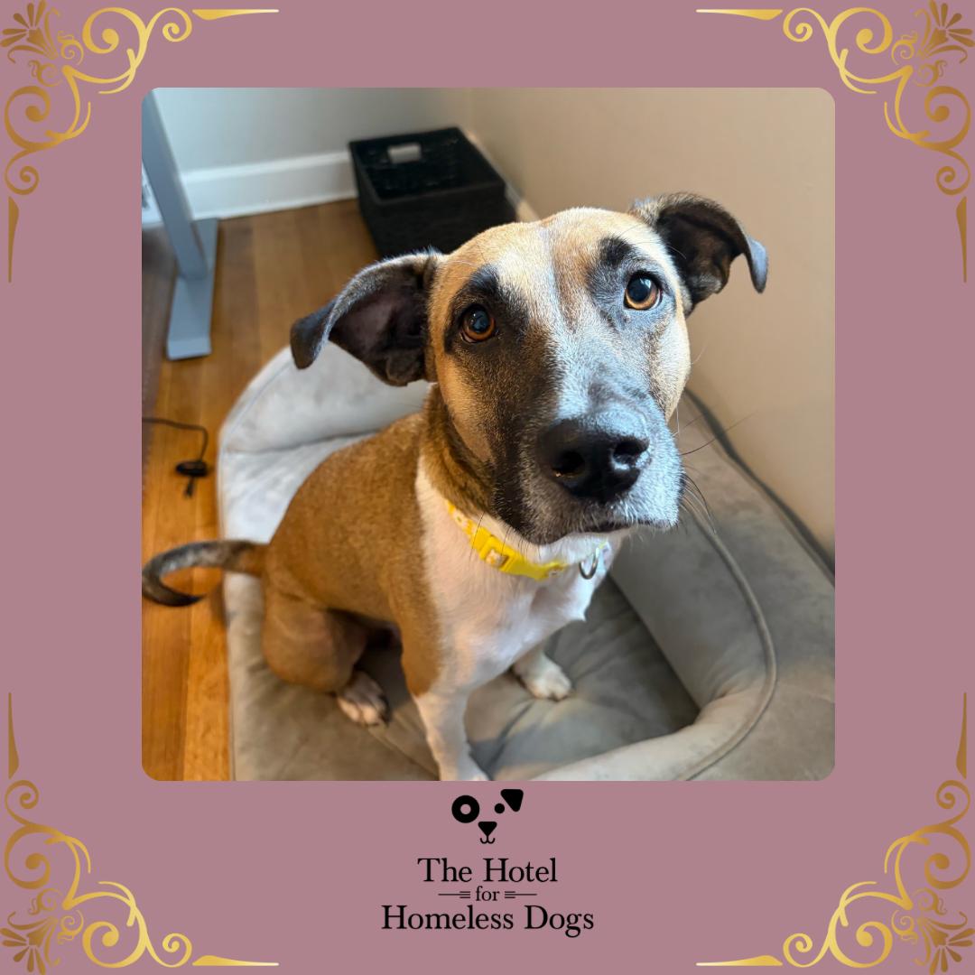 Abigail, Adoptable, Adult Female Labrador Retriever & Terrier.