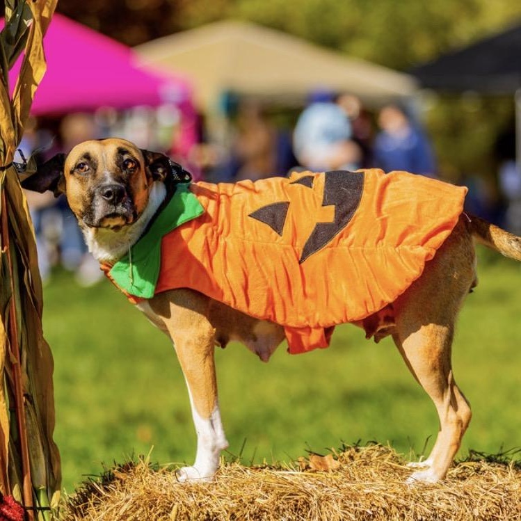 Enlarge Abigail, a Adoptable mixed breed in Cumberland, RI image 2/6