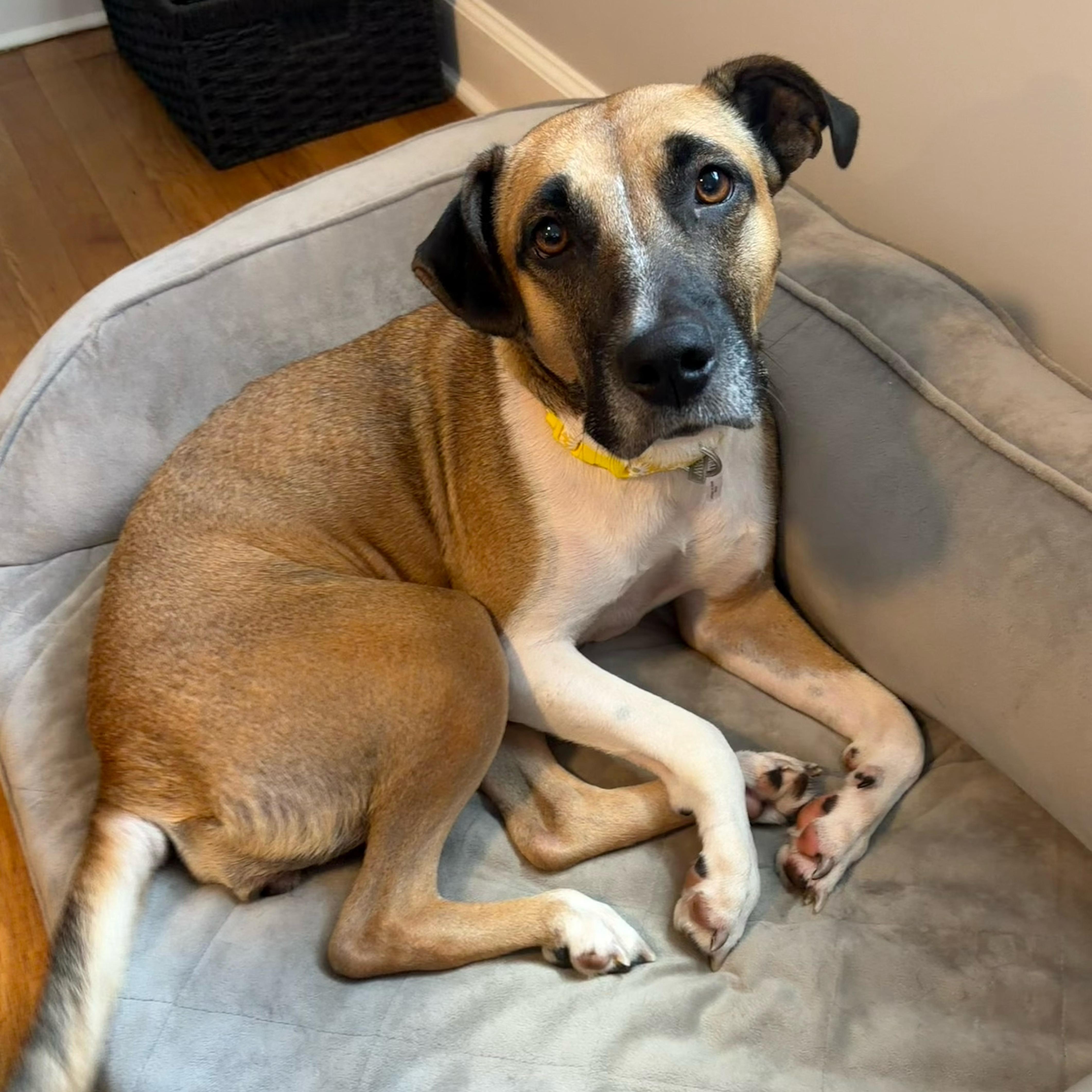 Enlarge Abigail, a Adoptable mixed breed in Cumberland, RI image 4/6