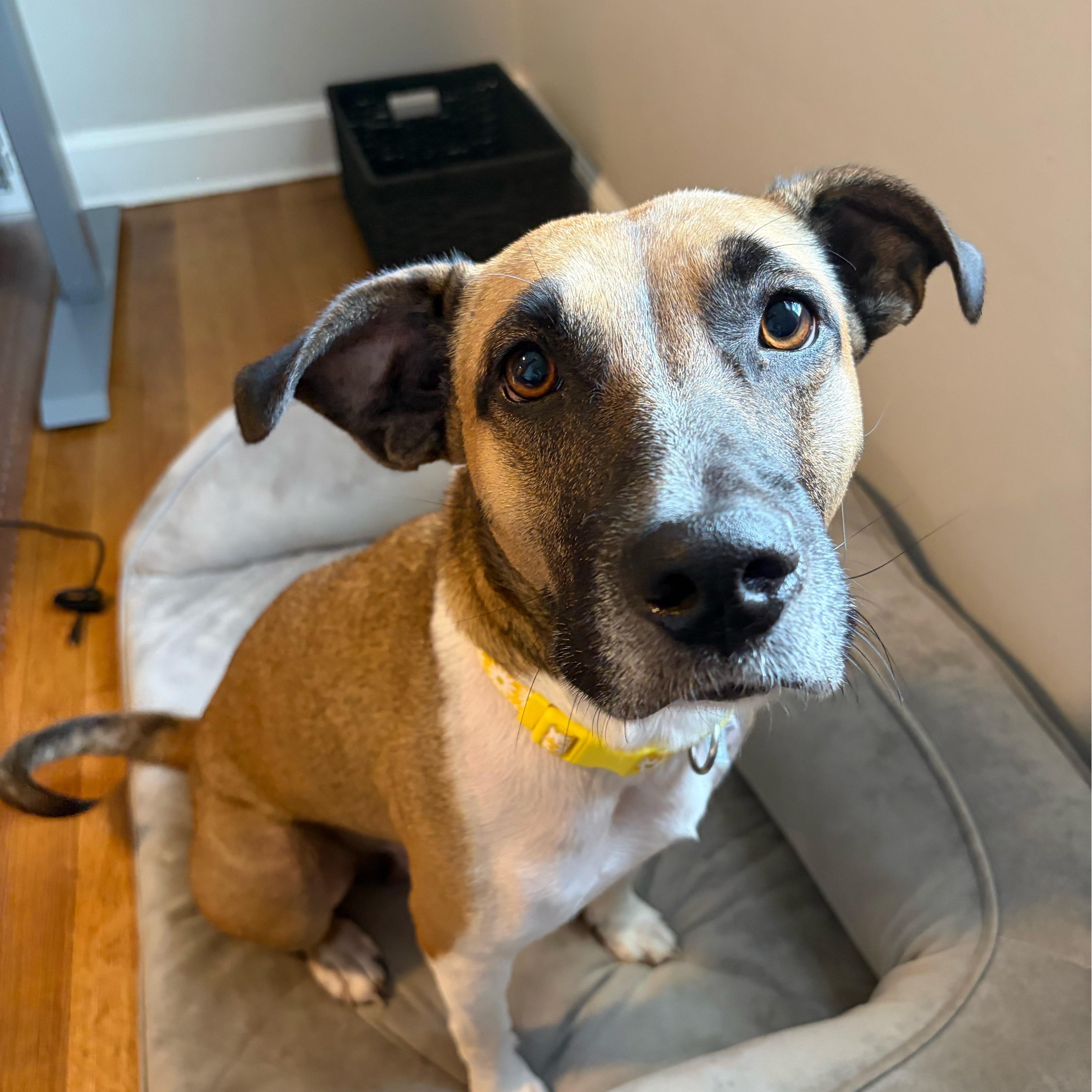 Enlarge Abigail, a Adoptable mixed breed in Cumberland, RI image 3/6