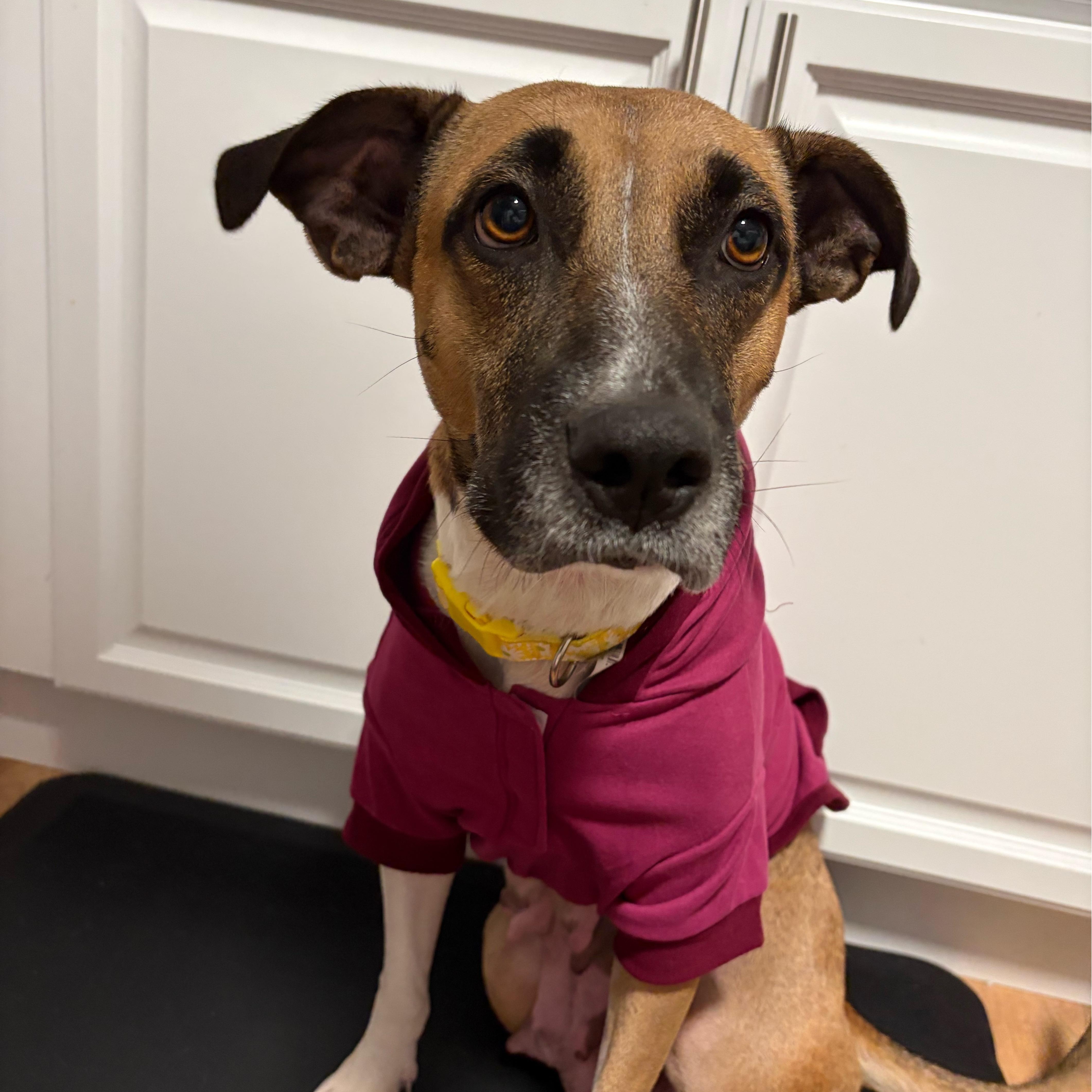 Enlarge Abigail, a Adoptable mixed breed in Cumberland, RI image 6/6