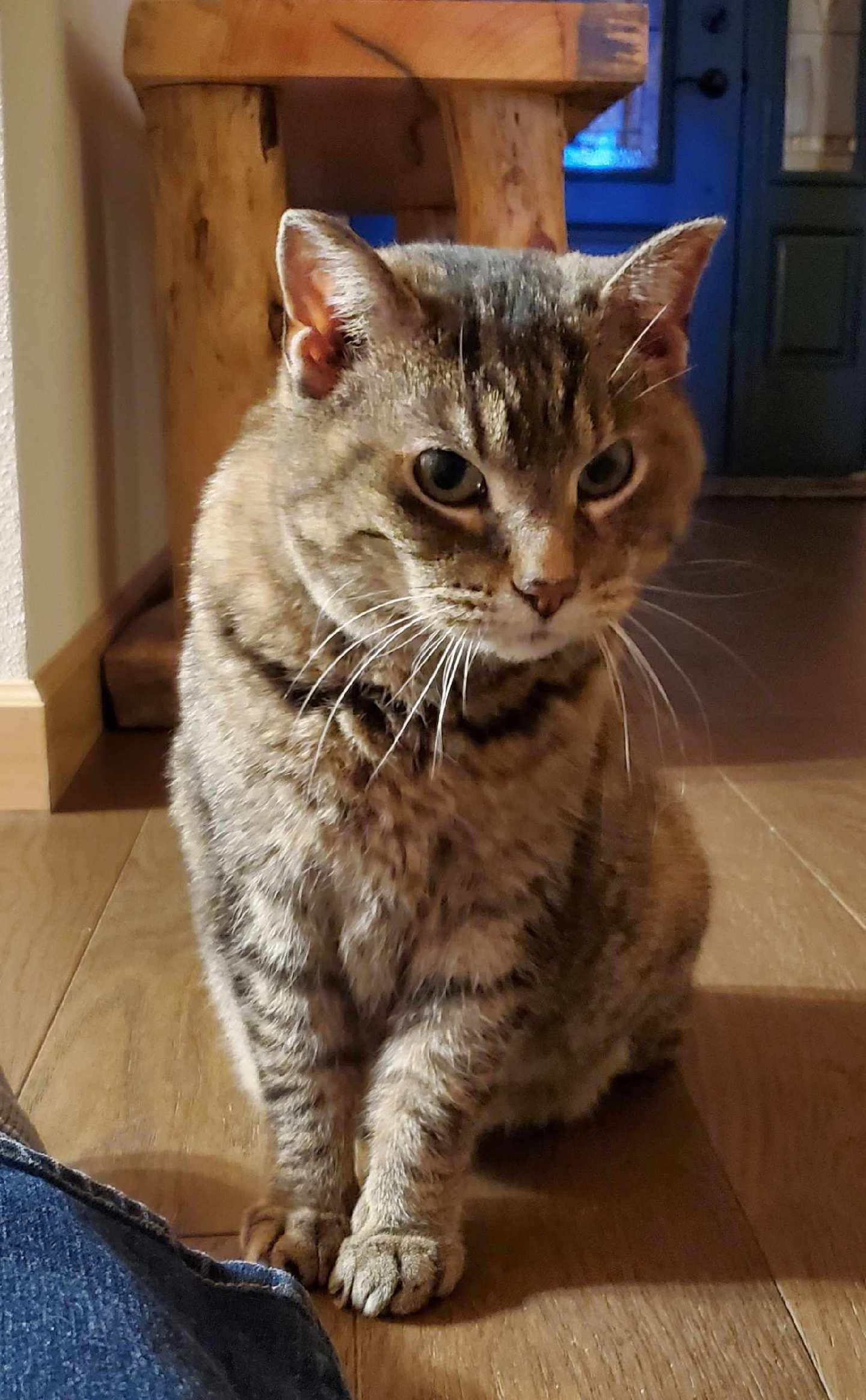 Rose, Adoptable, Adult Female Domestic Short Hair & Tabby.