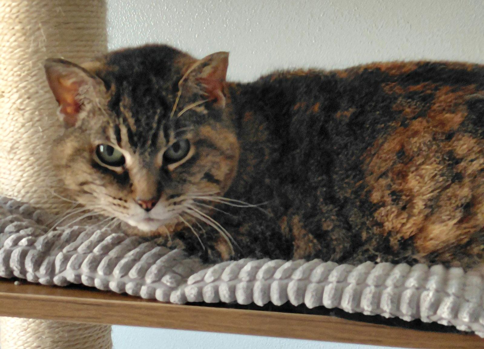 Enlarge Rose, a Adoptable mixed breed in Montello, WI image 2/3