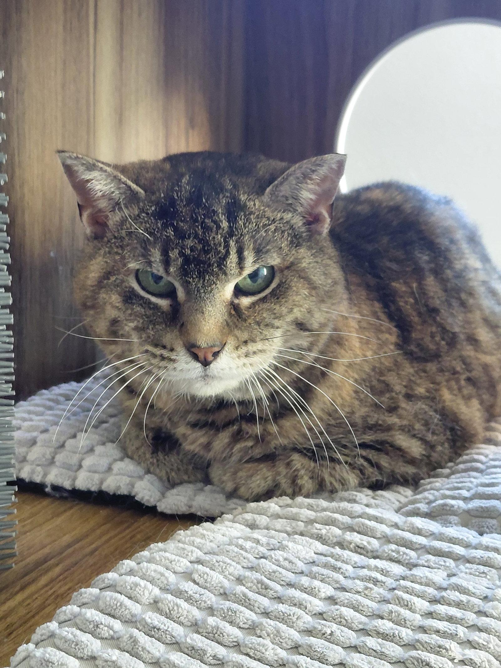 Enlarge Rose, a Adoptable mixed breed in Montello, WI image 2/2