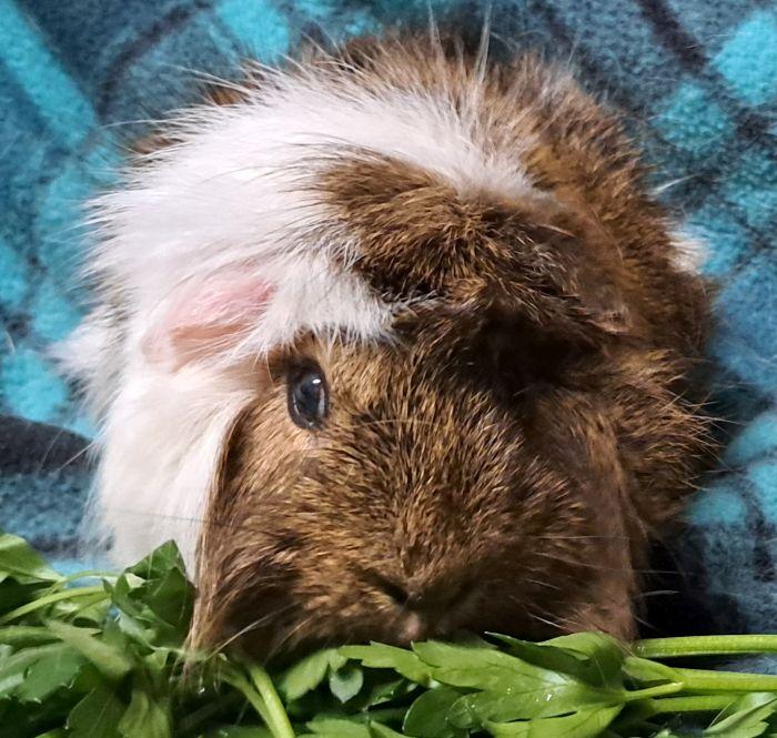 Enlarge James, a Adoptable Abyssinian in Gary, IN image 1/4