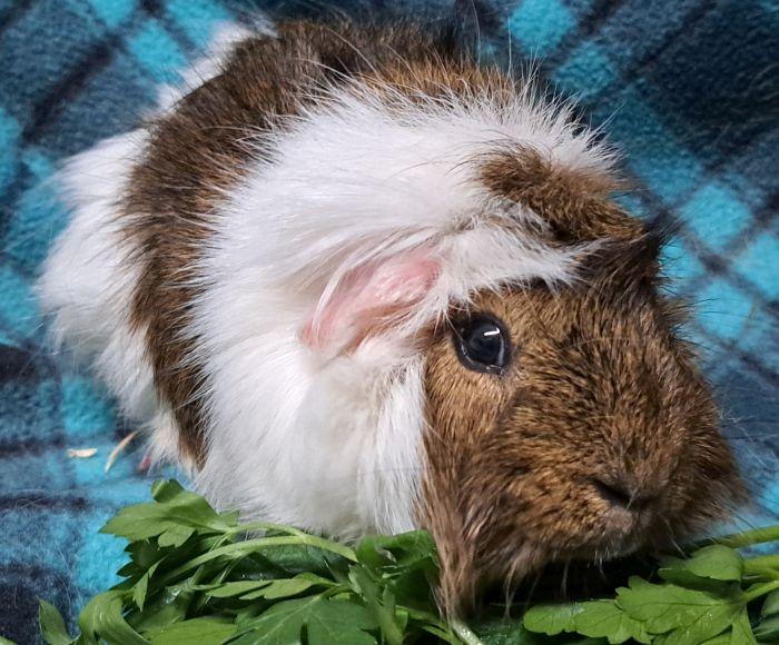 Enlarge James, a Adoptable Abyssinian in Gary, IN image 2/4