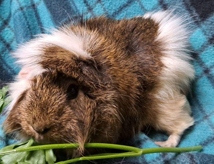 Enlarge James, a Adoptable Abyssinian in Gary, IN image 4/4