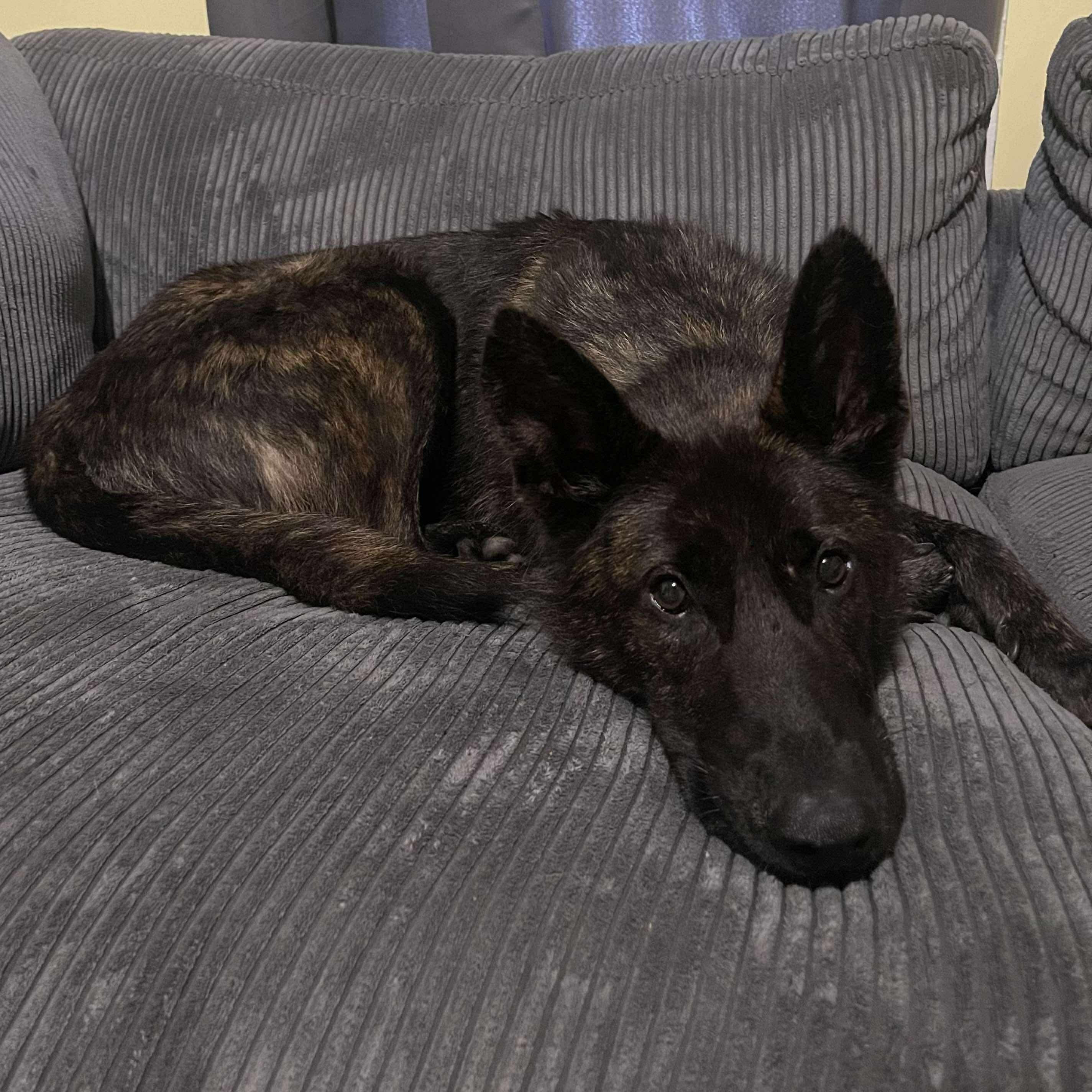 Duncan, a Adoptable mixed breed in Rochester, NY image 5/6