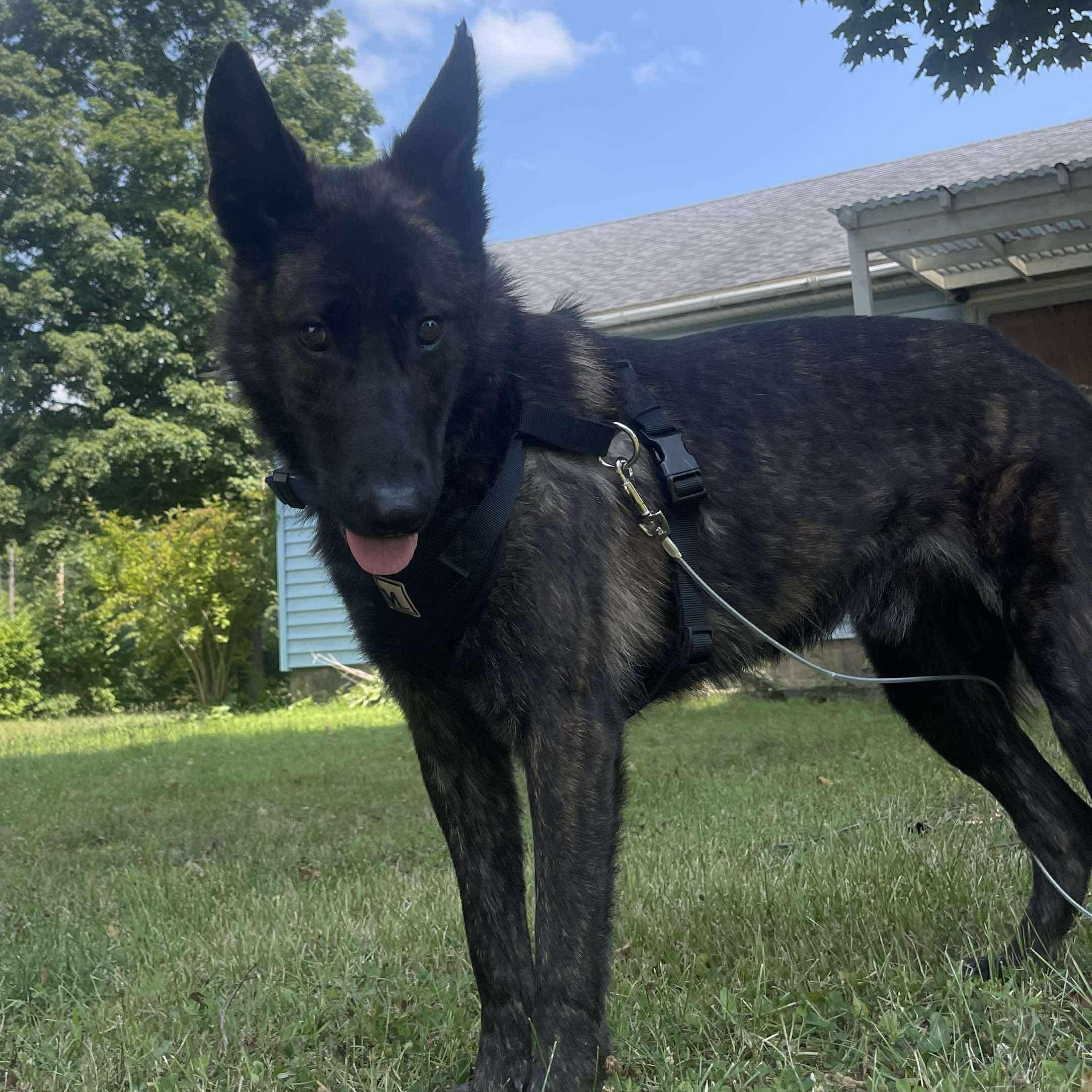 Duncan, a Adoptable mixed breed in Rochester, NY image 3/6